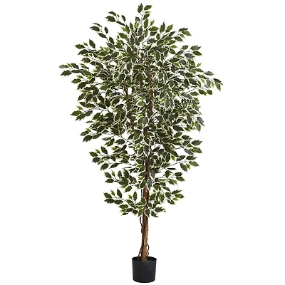 6ft. Potted Hawaiian Ficus Tree