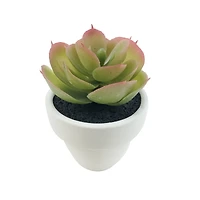 Assorted Micro Potted Succulent, 1pc. by Ashland®