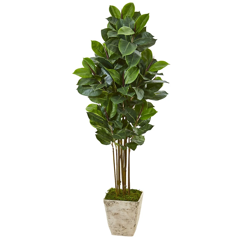 5.5ft. Rubber Tree in Country White Planter