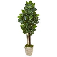 5.5ft. Rubber Tree in Country White Planter