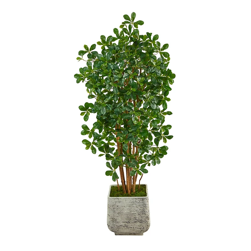 5.5ft. Black Olive Artificial Tree with 1365 Bendable Leaves in White Planter