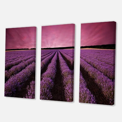 Designart - Sunrise & Dramatic Clouds Over Lavender Field XI