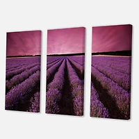 Designart - Sunrise & Dramatic Clouds Over Lavender Field XI