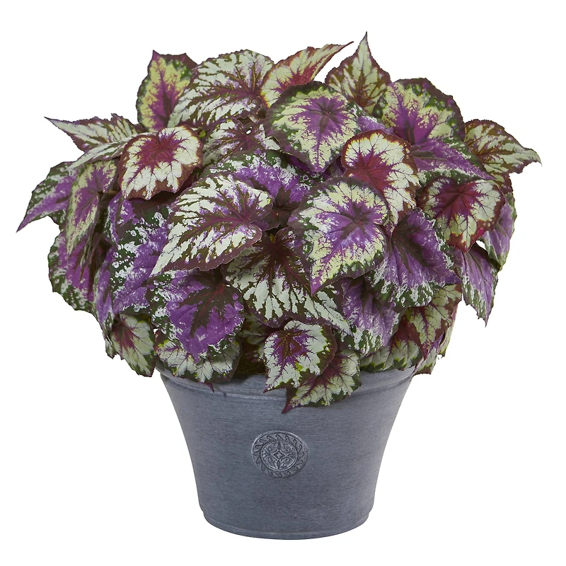 22" Purple Begonia in Gray Planter