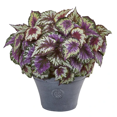 22" Purple Begonia in Gray Planter