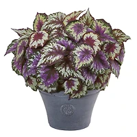22" Purple Begonia in Gray Planter