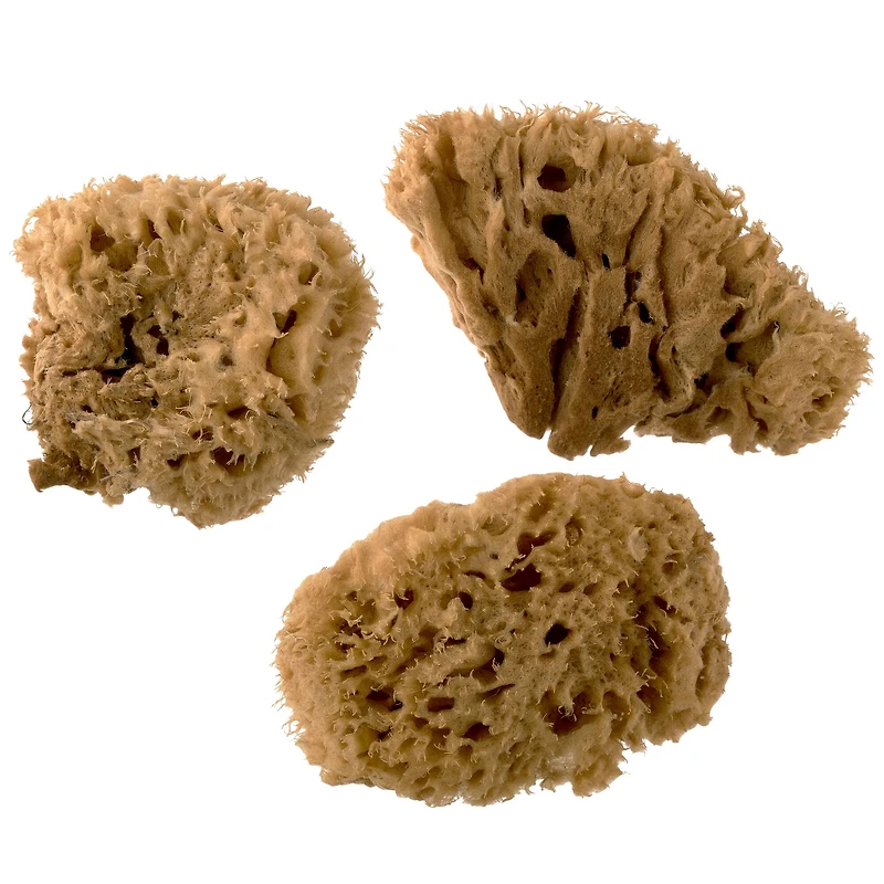 Royal Natural Sea Wool Sponge Set