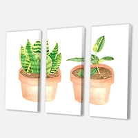 Designart - Sansevieria & Ficus Indoor Green Home House Plants