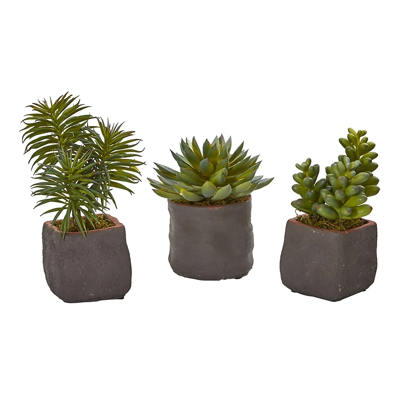8" Succulent Trio in Gray Planter