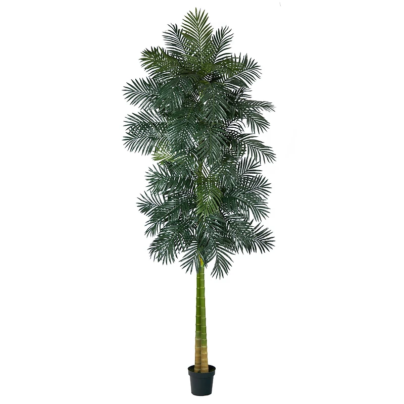 10ft. Potted Double Stalk Golden Cane Palm Tree