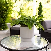 19" UV-Resistant Artificial Boston Ferns, 2ct.