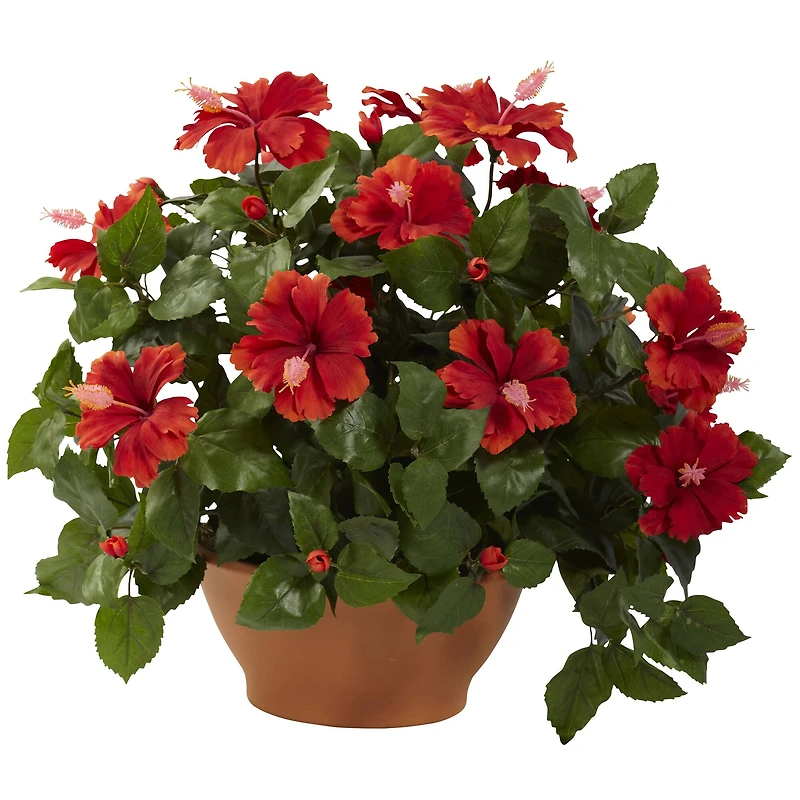20" Red Hibiscus Plant with Clay Planter