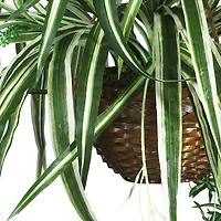 2ft. Spider Hanging Basket