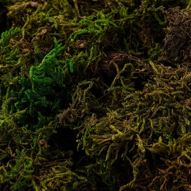 SuperMoss® Preserved Forest Moss