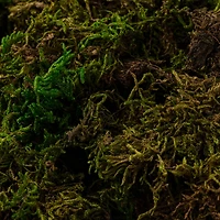 SuperMoss® Preserved Forest Moss