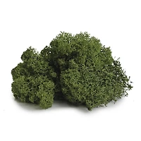 SuperMoss® Preserved Reindeer Moss, Forest