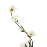 Cream Wild Daisy Spray by Ashland®