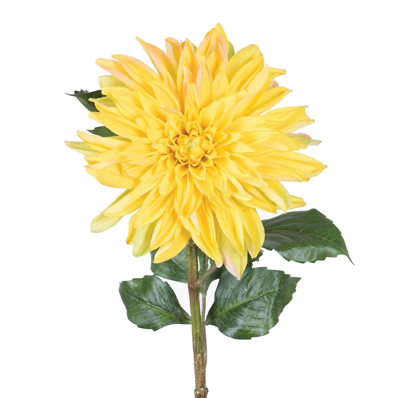 Yellow Dahlia Stem
