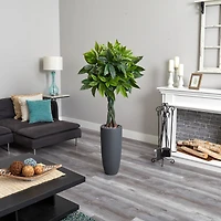 6ft. Money Tree in Gray Cylinder Planter