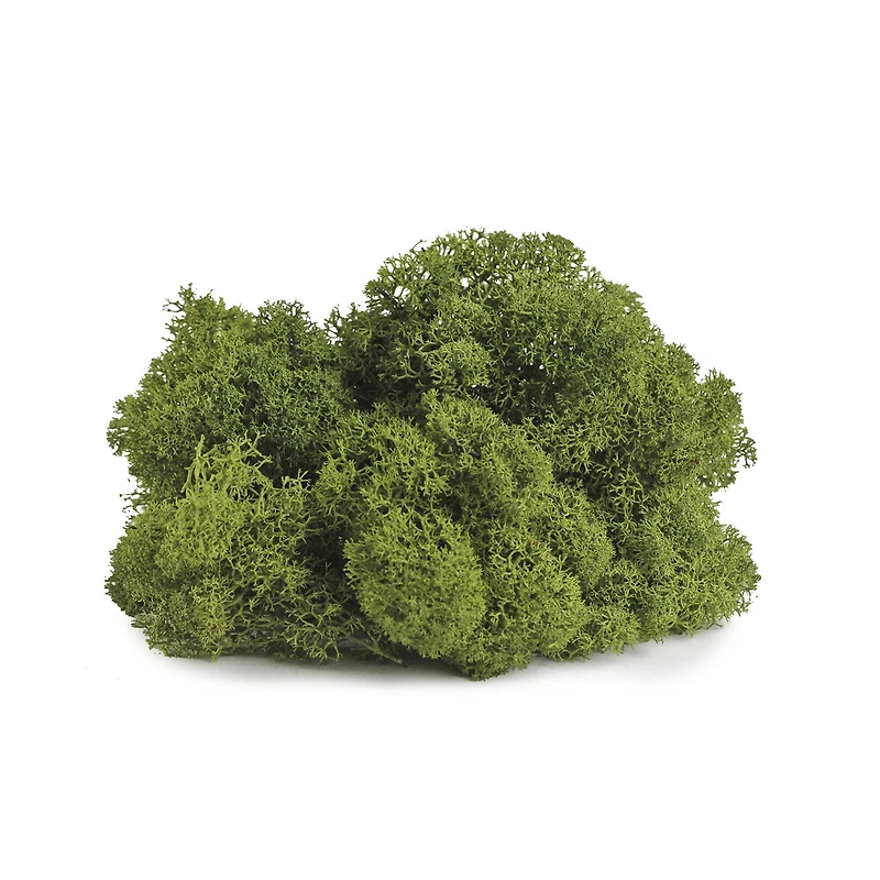 SuperMoss® 8oz. Basil Preserved Reindeer Moss