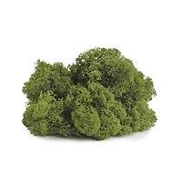 SuperMoss® 8oz. Basil Preserved Reindeer Moss