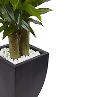 5.5ft. Corn Stalk Dracaena in Black Wash Planter