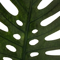 Tropical Monstera Leaf Stem by Ashland®