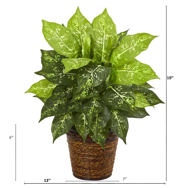 19'' Dumb Cane Plant in Basket