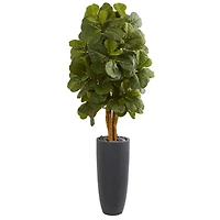 5.5ft. Fiddle Leaf Tree in Gray Cylinder Planter
