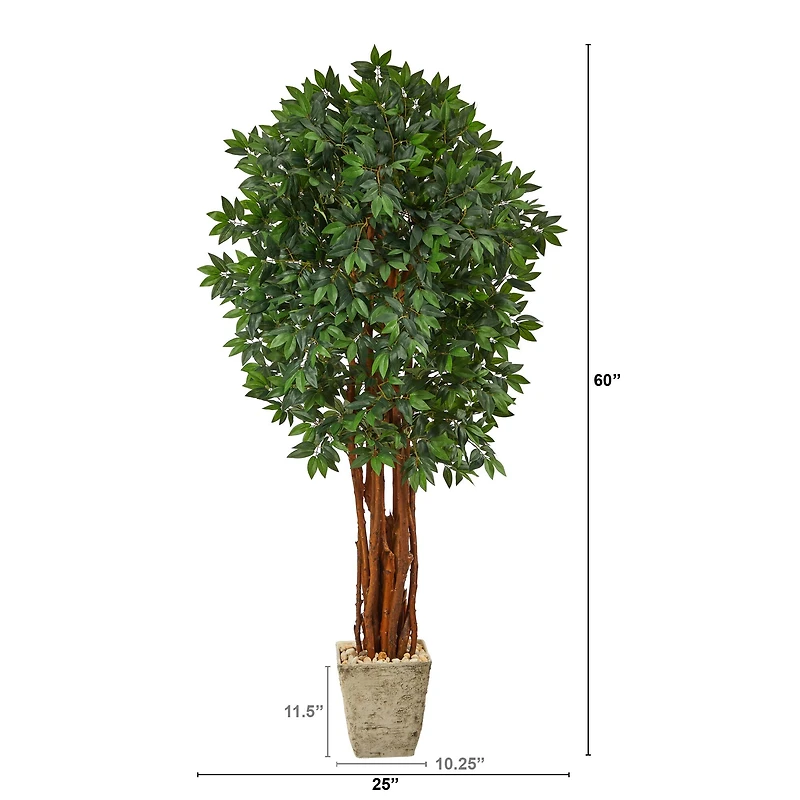 6ft. Lychee Tree in Country White Planter