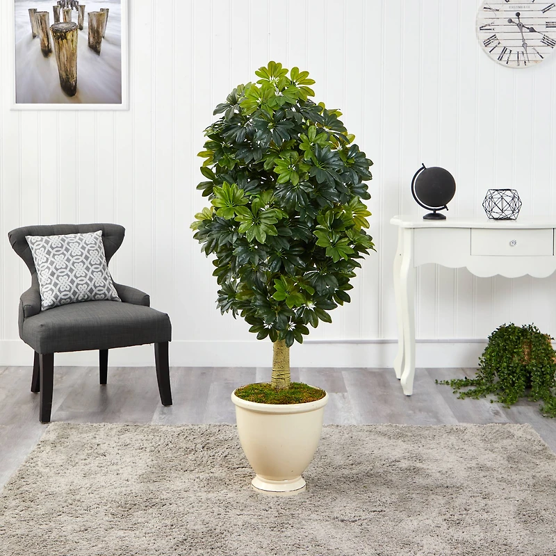 5ft. Schefflera Tree in Decorative Urn
