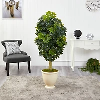 5ft. Schefflera Tree in Decorative Urn