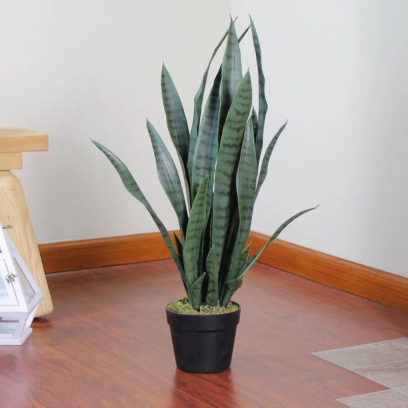 2.4ft. Two-Tone Green & Black Potted Snake Plant