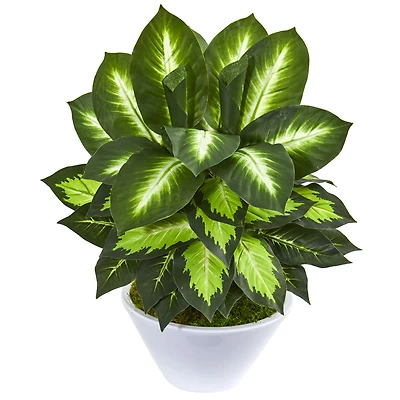 21" Golden Dumb Cane in White Planter