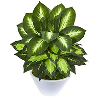 21" Golden Dumb Cane in White Planter
