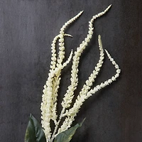 12 Pack: Cream Amaranthus Stem by Ashland®