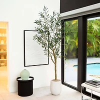 7ft. Potted Greco Olive Tree