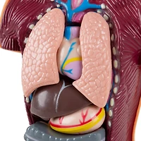Toy Time Human Anatomy Model for Laboratory Learning