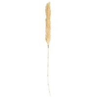Cream Dried Pampas Grass Stem