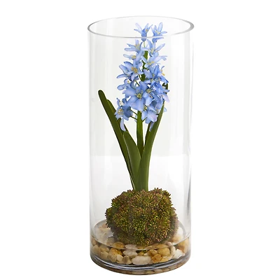 14" Blue Hyacinth & Sedum Arrangement in Cylinder Vase