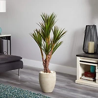 4ft. Yucca Tree in Planter