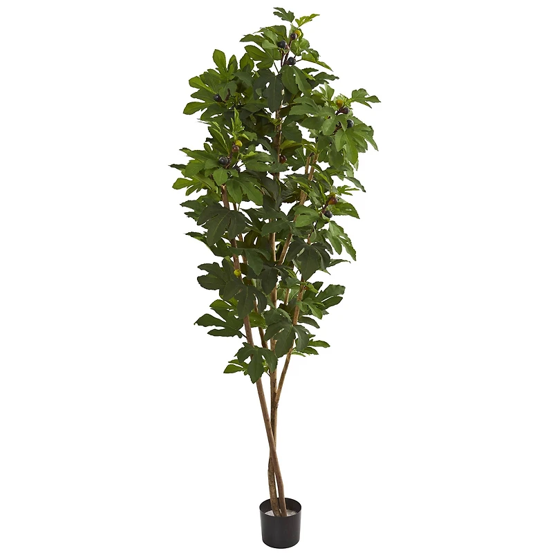 6.5ft. Potted Fig Tree
