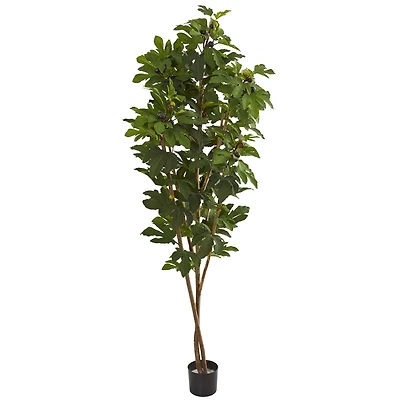6.5ft. Potted Fig Tree
