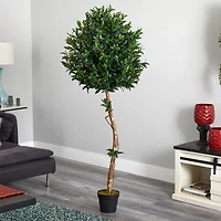 5.5ft. Potted Olive Topiary Tree