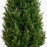5ft. Potted UV Resistant Rosemary Cone Topiary Tree