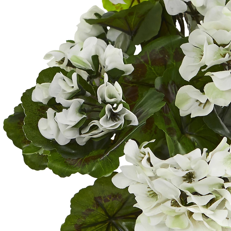 White Geranium Bush, 3ct.