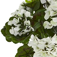 White Geranium Bush, 3ct.