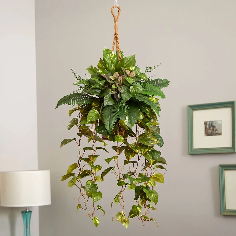 3.5ft Pothos and Boston Fern Hanging Basket