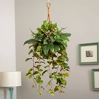 3.5ft Pothos and Boston Fern Hanging Basket