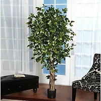 6ft. Potted Palace Style Ficus Tree